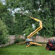 Best Root Management and Removal  in Palmer, AK