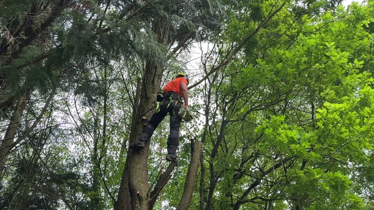 Best Hedge Trimming  in Palmer, AK