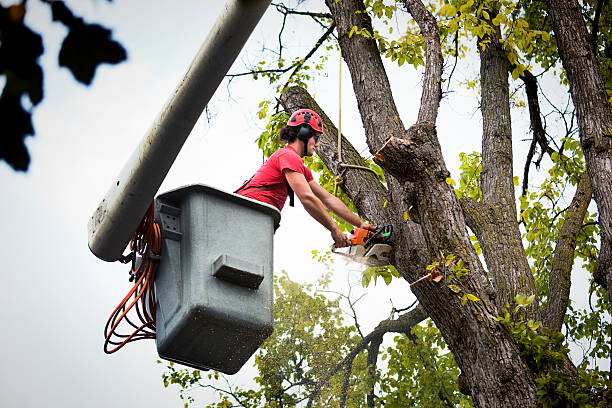 Best Leaf Removal  in Palmer, AK