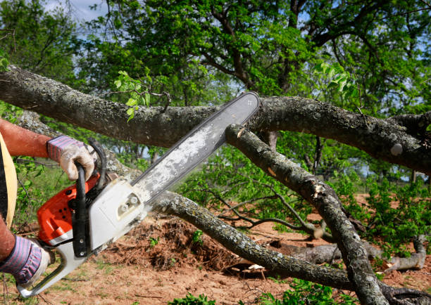 Best Tree Mulching  in Palmer, AK