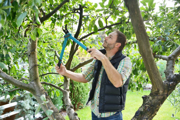 Best Commercial Tree Services  in Palmer, AK
